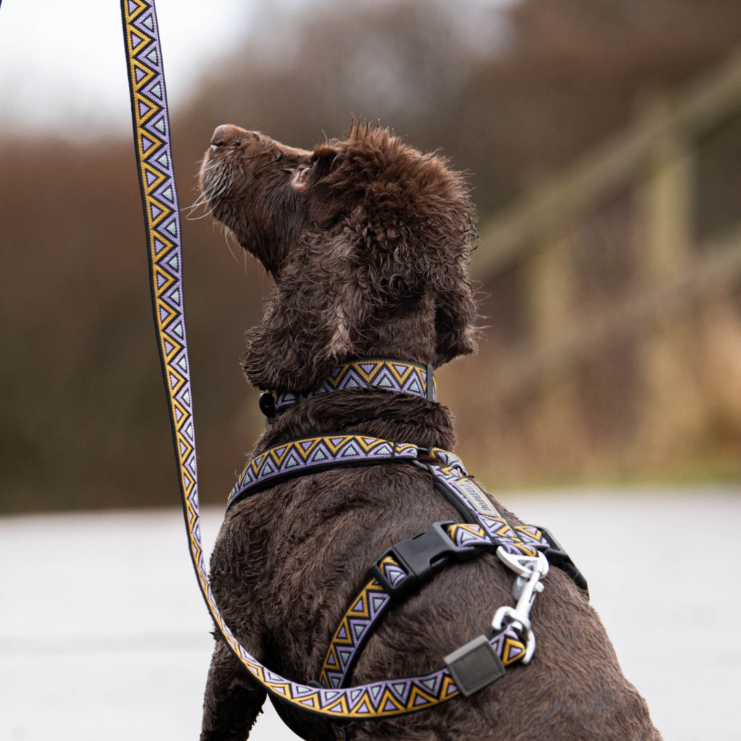 Go-Cee | Dog Lead | Erysimum