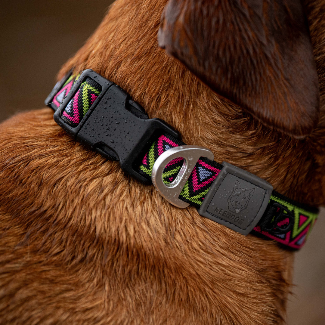 Go-Cee | Dog Collar | Lantana