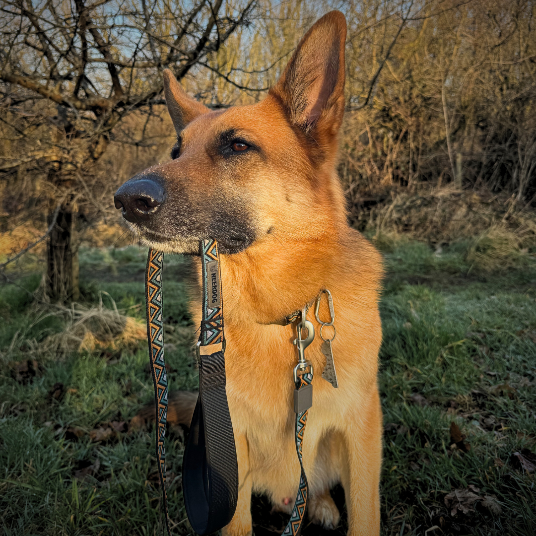 Go-Cee | Dog Lead | Hollyhock