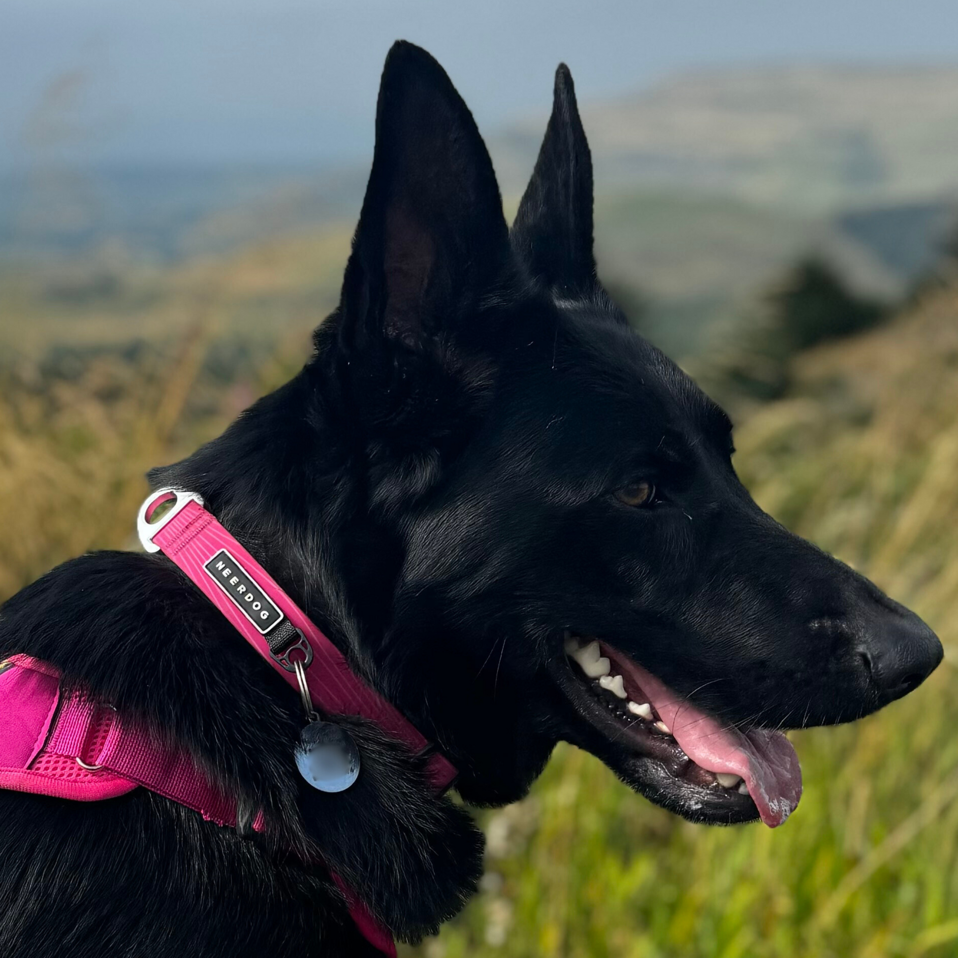 black german shepherd dog wearing a large pink stink-proof collar made from webbing and PVC lined to make it east to clean and odourless. Collar has a separate ID attachment point and sturdy D ring