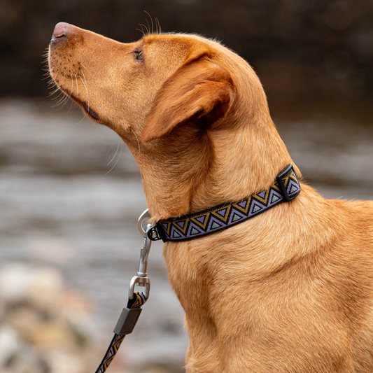 Go-Cee | Dog Collar | Erysimum