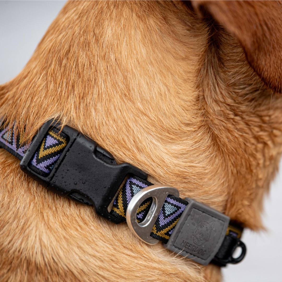 Labrador wearing a strong and stylish outdoor dog collar made with purple orange and black jacquard webbing. Built to withstand rugged adventures. Ideal for dogs that love the outdoors