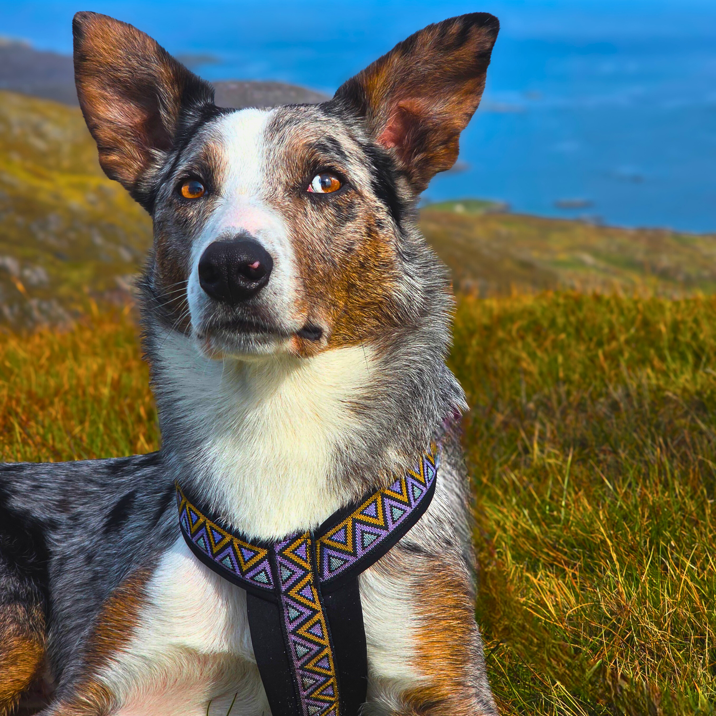 Go-Cee-Y | Dog Harness | Erysimum