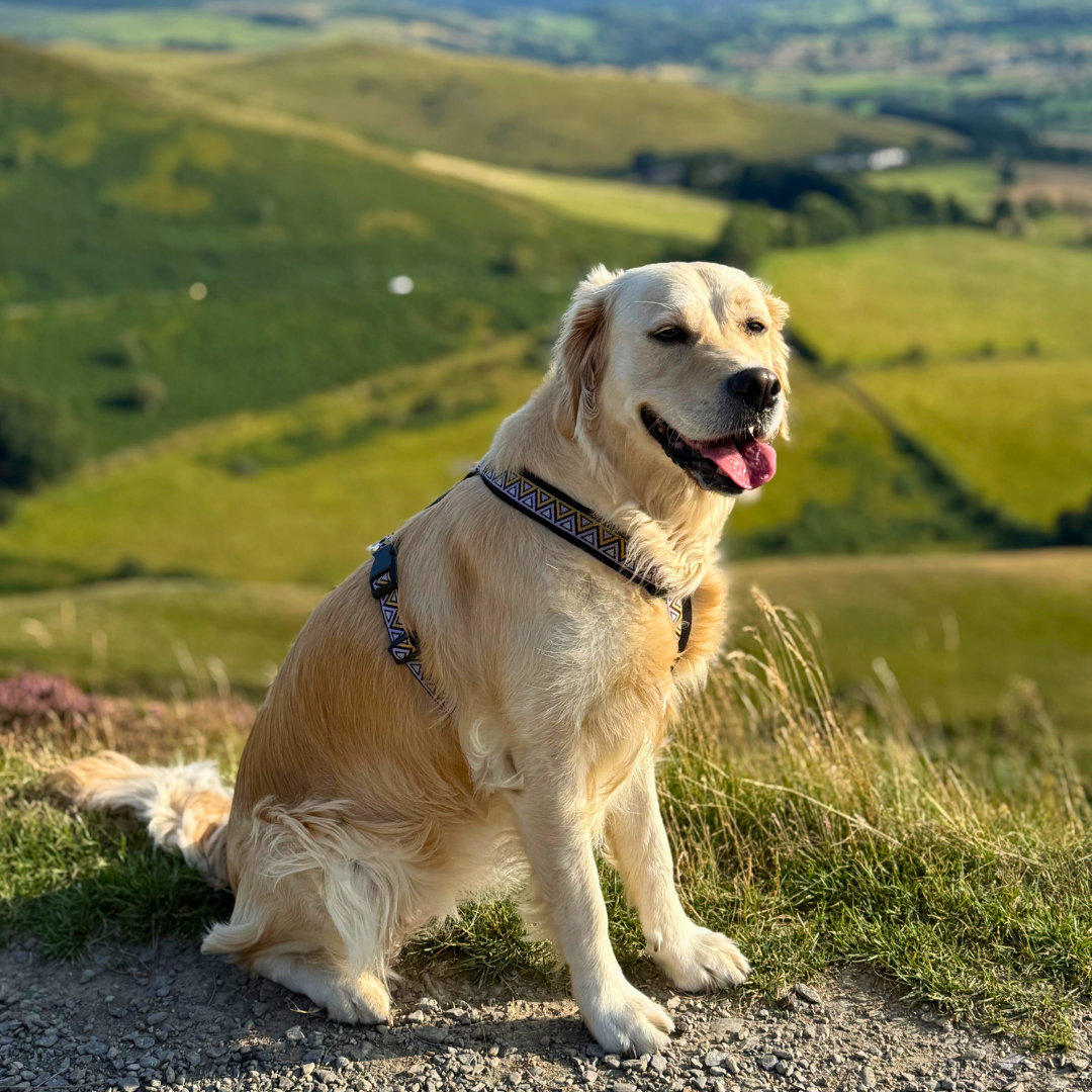Go-Cee-Y | Dog Harness | Erysimum