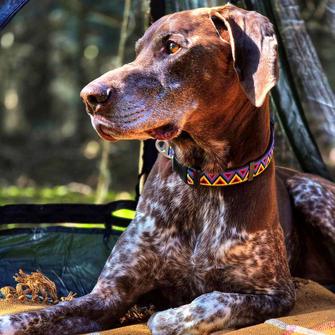 Go-Cee | Dog Collar | Cosmos