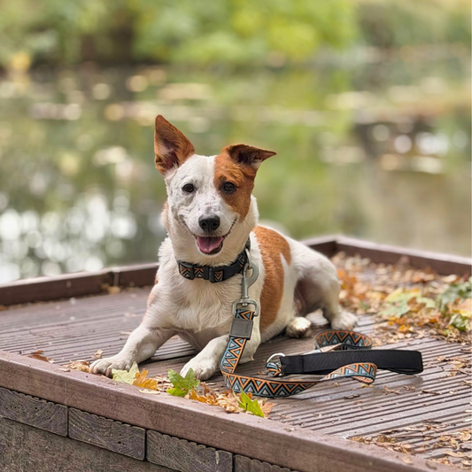 Go-Cee | Dog Lead | Hollyhock