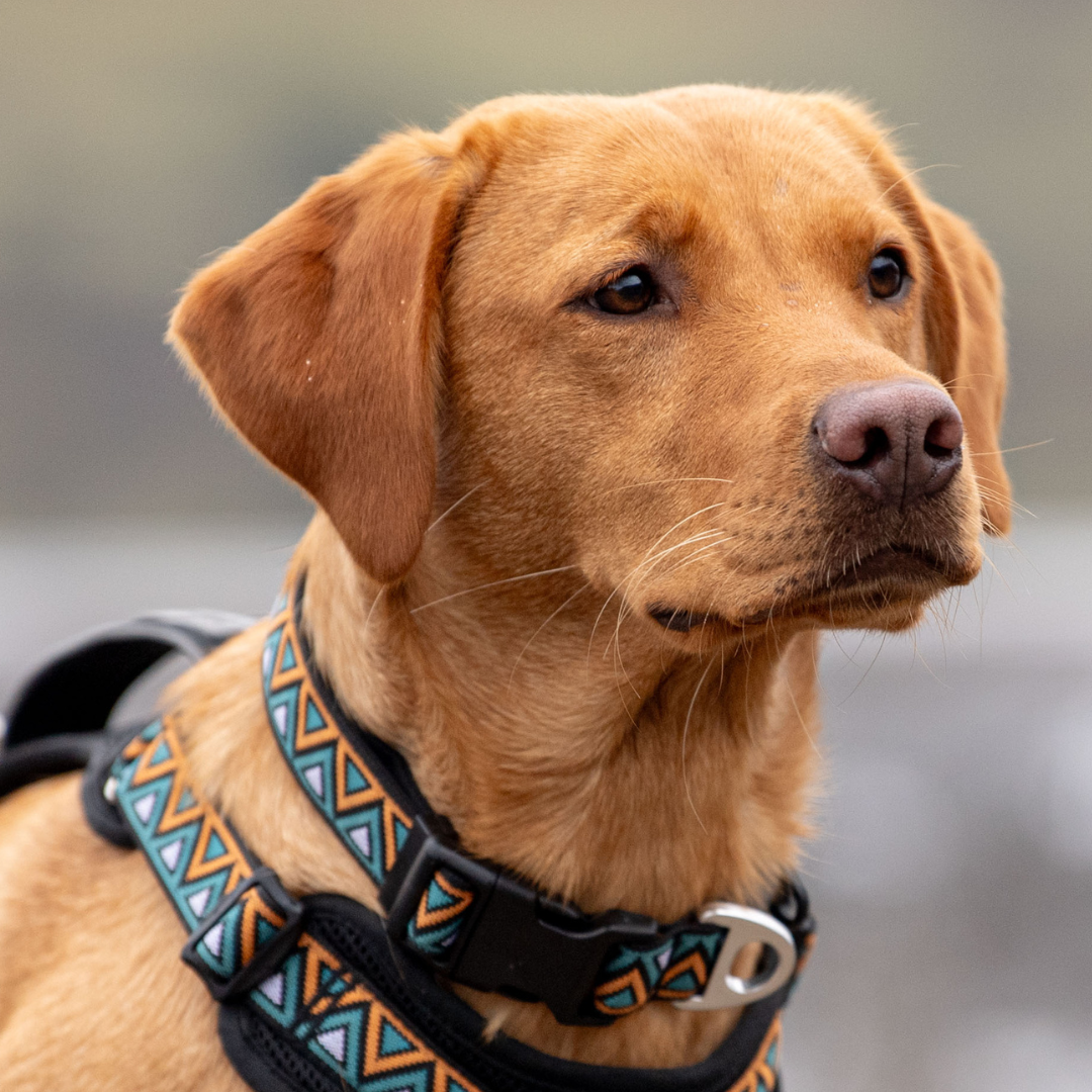Go-Cee | Dog Collar | Hollyhock