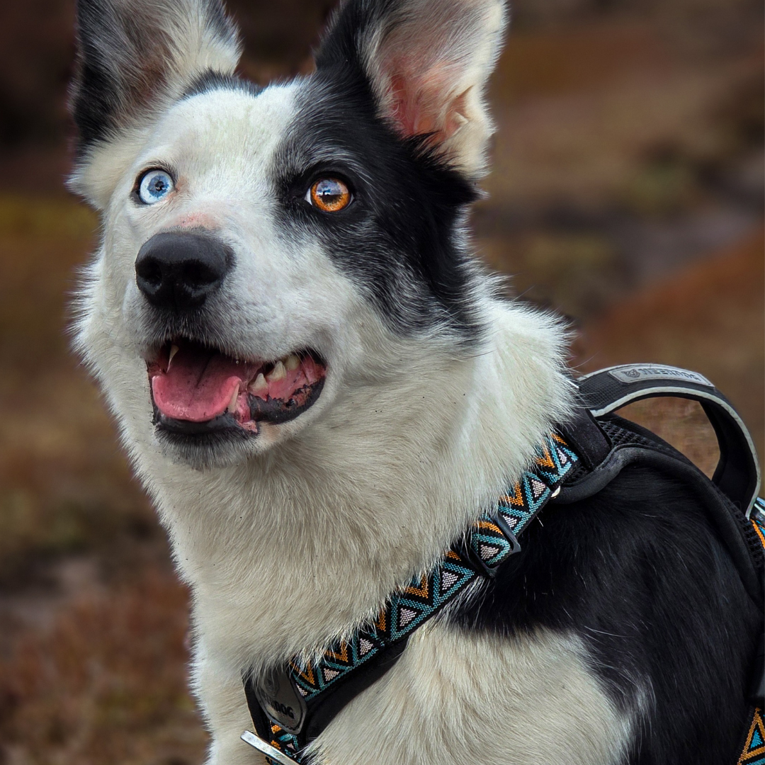 GO-B-BOLD | Dog Harness | Hollyhock