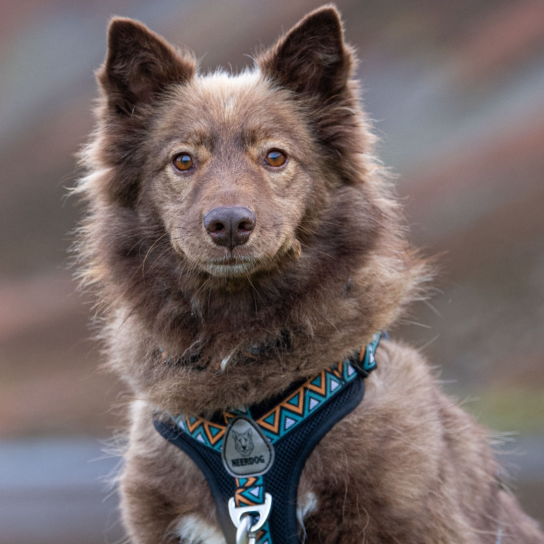 Go-B-Bold Airflow Harness - Hollyhock