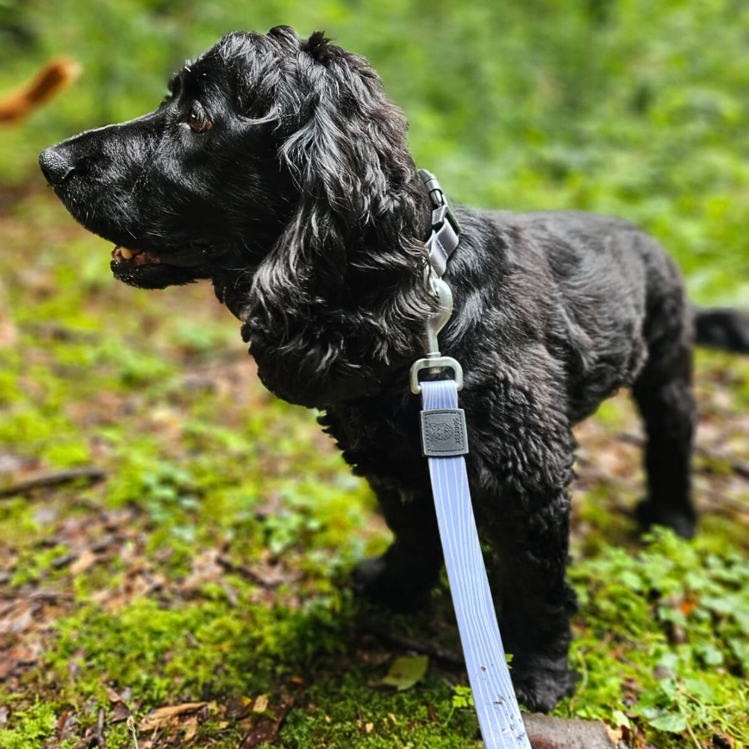 Black cocker spaniel wearing stink-proofed dog collar and matching lead in a forest. Stink-proofed technology ensures long-lasting freshness and easy cleaning. Perfect for dogs that love smelly bogs, mud and rolling in fox poo.