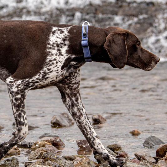 Stink-Proofed Collar - Dusk Blue