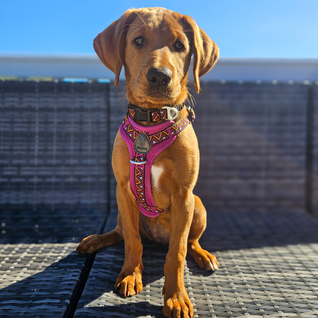 GO-B-BOLD™ | Dog Harness | Dahlia