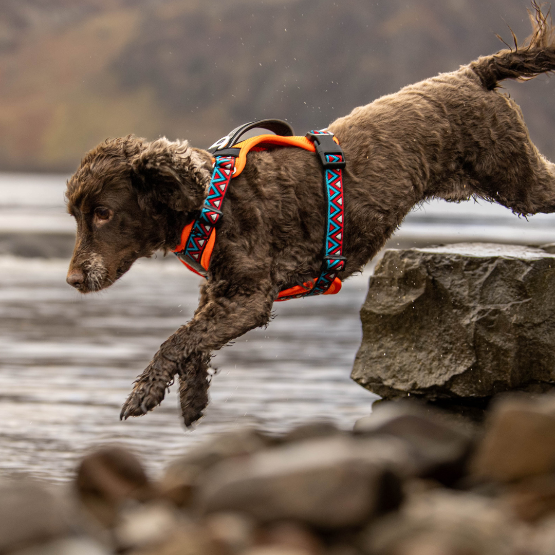 GO-B-BOLD™ | Dog Harness | Zinnia