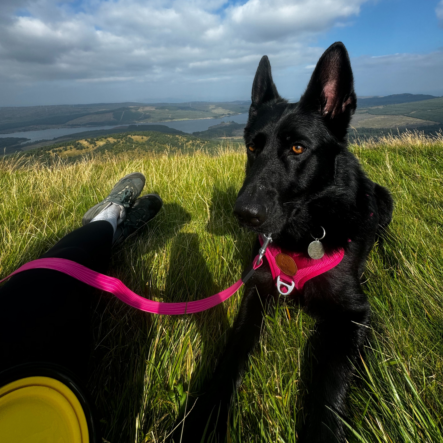 German Shepherd dog wearing stink proofed dog lead. Perfect for big dogs, super strong and reliable. Repels any mud dirt or water and so stays clean and means no smelly dog kit. High quality materials and long lasting dog kit.