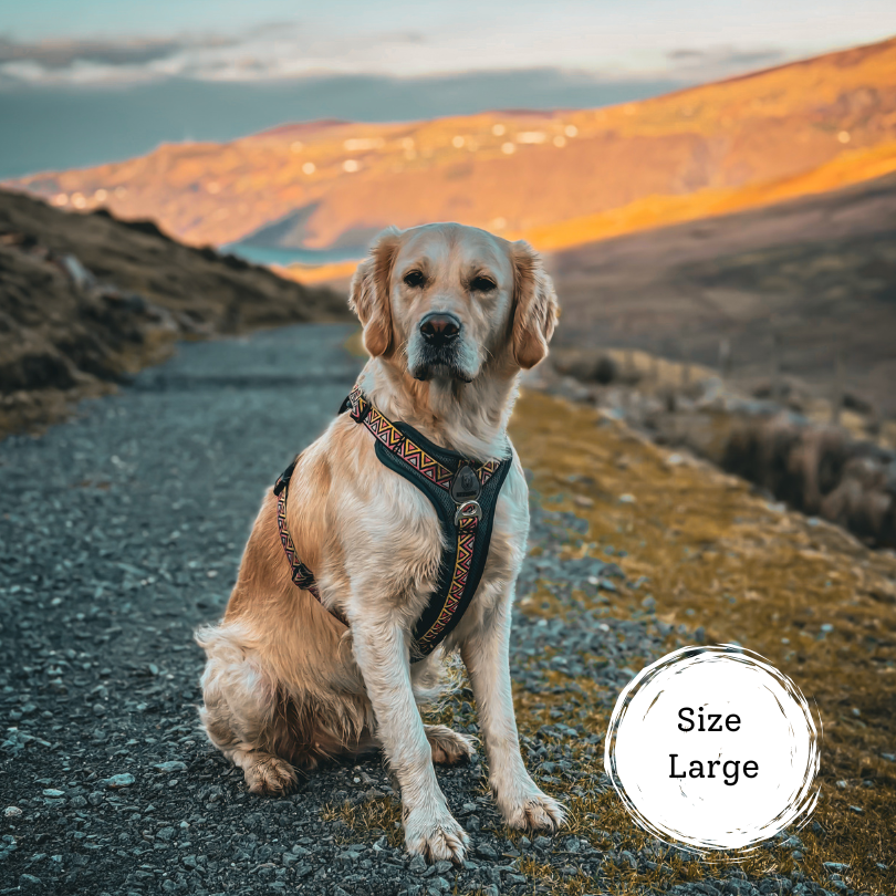 golden retriever on a hike in the mountains wearing the best hiking dog harness. Green harness with pink and yellow jacquard straps and reflective neoprene lined handle for ultimate co fort and safety