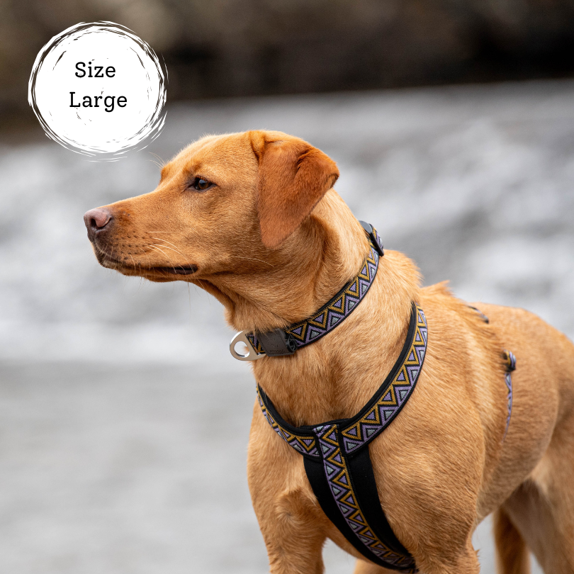 golden Labrador dog wearing a go-cee-y neerdog harness. black, purple and orange jacquard with a soft and comfy lining. Perfect for hiking and camping trips.