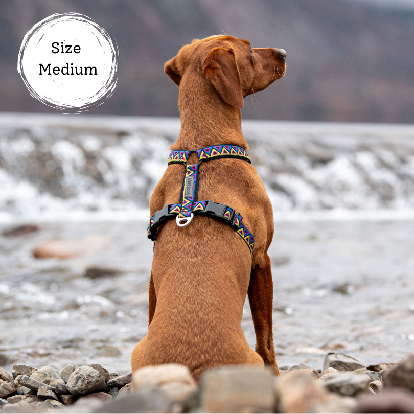 labrador wearing go-cee y harness, perfect dog hiking harness. Made for adventures, comfortable to wear for hours even when wet. Stylish and high-quality.