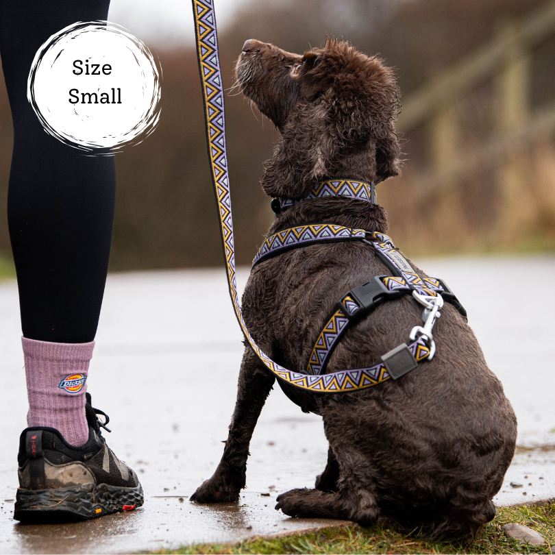 small cocker spaniel wearing a matching dog harness collar and lead. Hiking dog harness set, perfect for UK hikers.
