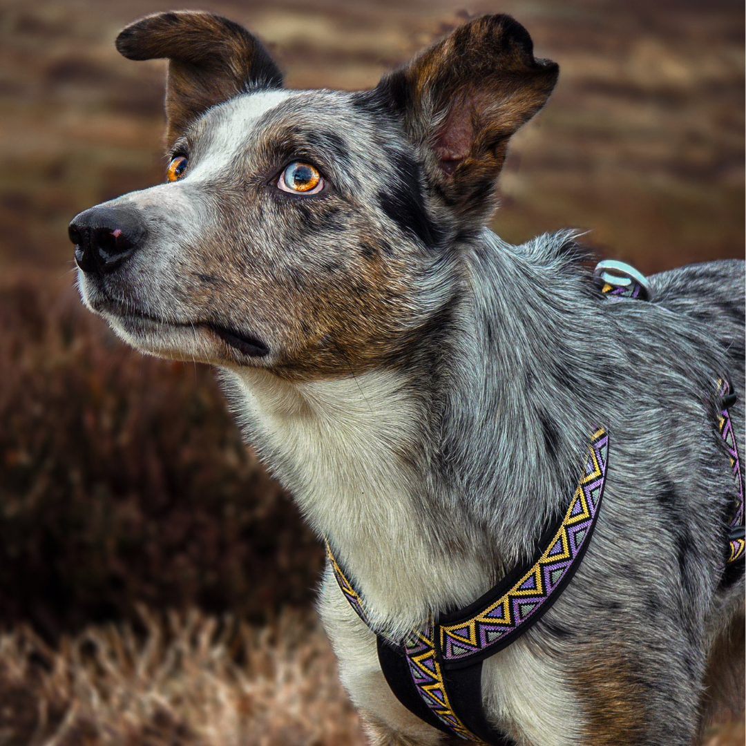 Go-Cee-Y | Dog Harness | Erysimum