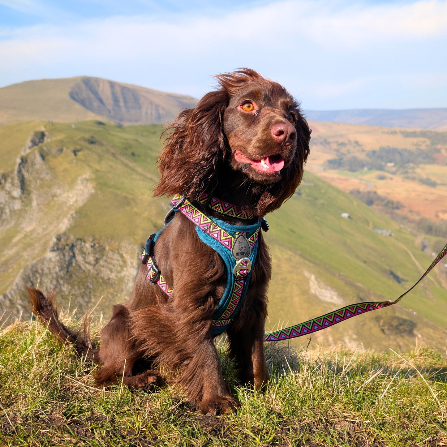 GO-B-BOLD | Dog Harness | Lantana