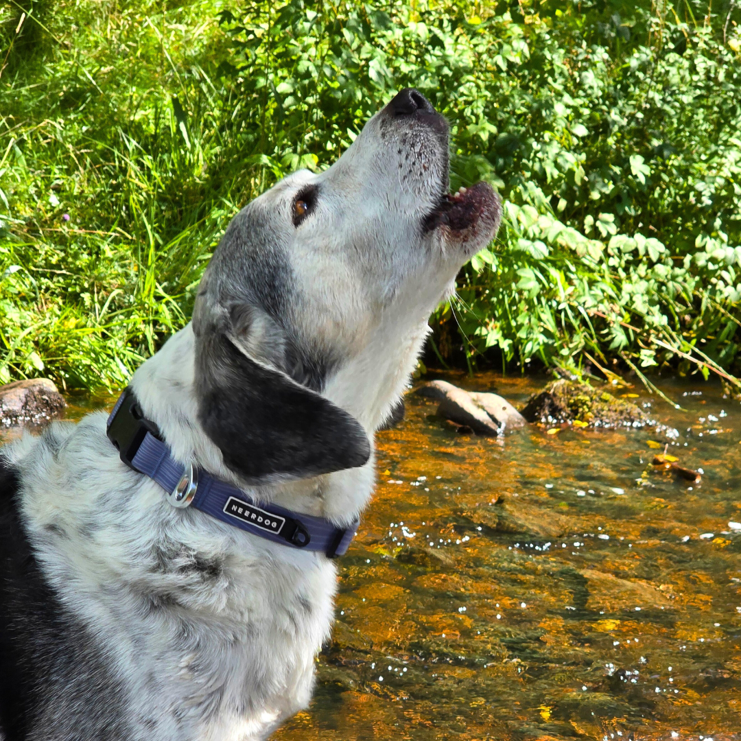 beagle dog wearing a stink-proofed blue dog collar with strong silver d ring, black buckle and separate ID tag location. Strong durable and made for dogs on adventures.