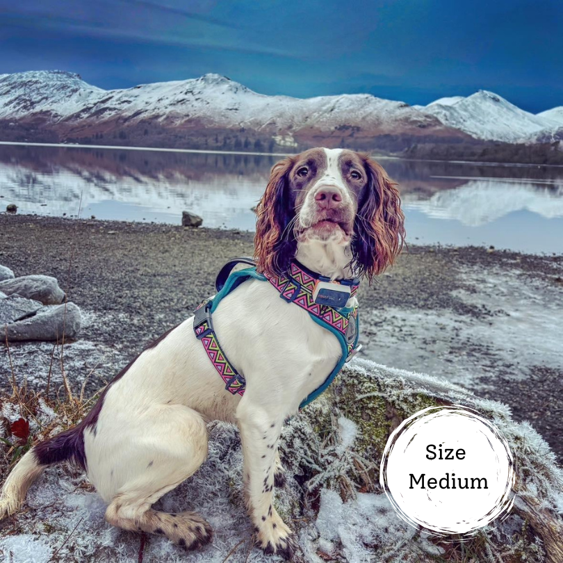 medium sized cocker spaniel wearing a green and pink harness perfect for hiking and adventures