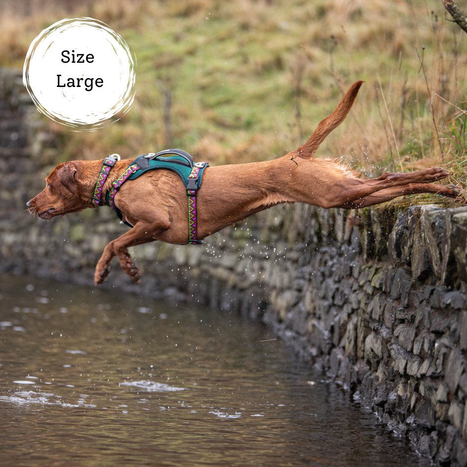 fox red labrador jumping into a river on a hiking trail wearing a green harness with reflective padded handle