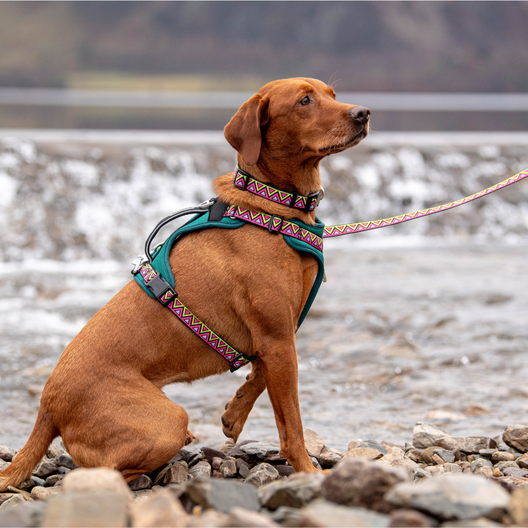fox red labrador in a rocky river wearing a green padded harness perfect for big strong dogs. Comfortable material with pink and yellow jacquard high quality matching lead and collar