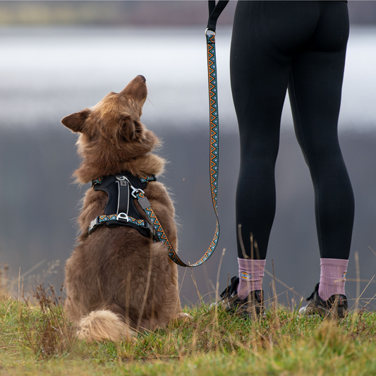 brown collie cross wearing a black orange and green padded reflective harness perfect for hiking and matched with matching collar and lead.