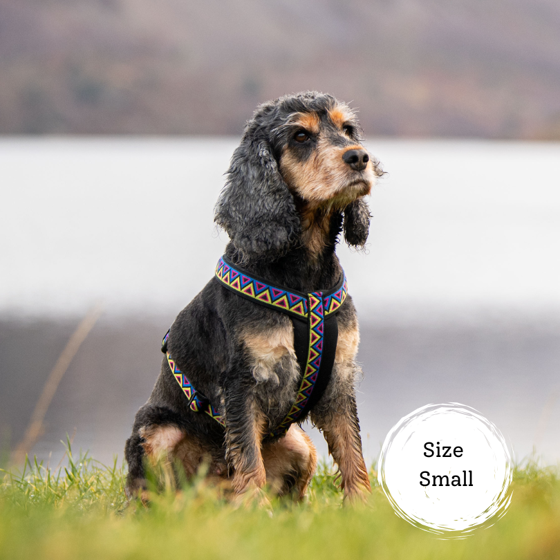 cocker spaniel wearing a dog harness made for dogs that hike. Y shaped chest plate for freedom of movement and allows natural dog movement. Best harness for control, durability and looks great