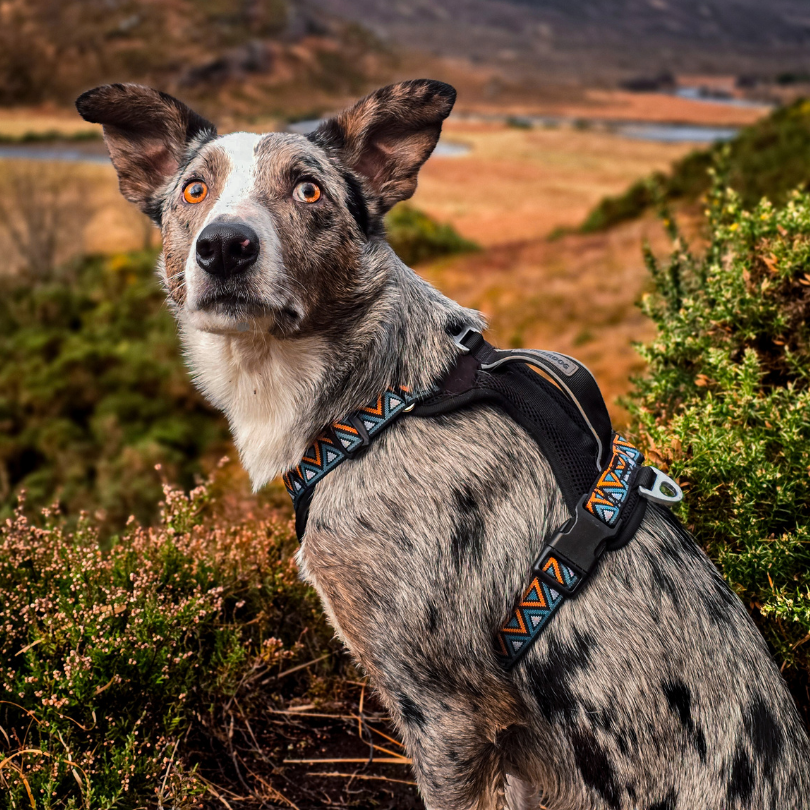 Why A Dog Harness Is Your Adventure Must-Have