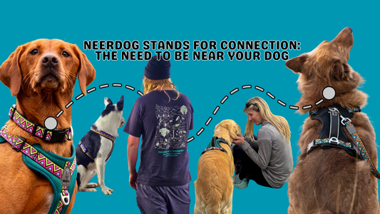 Neerdog: COLOUR + COMFORT!