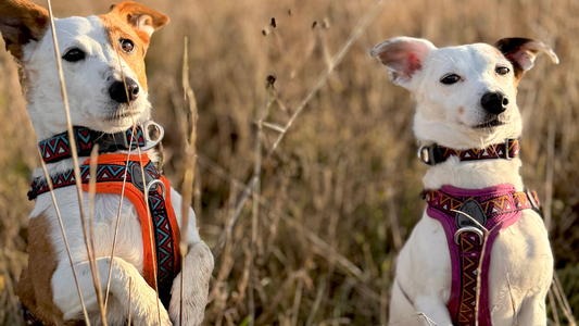 Outdoor Dog Kit That Looks Good and Lasts