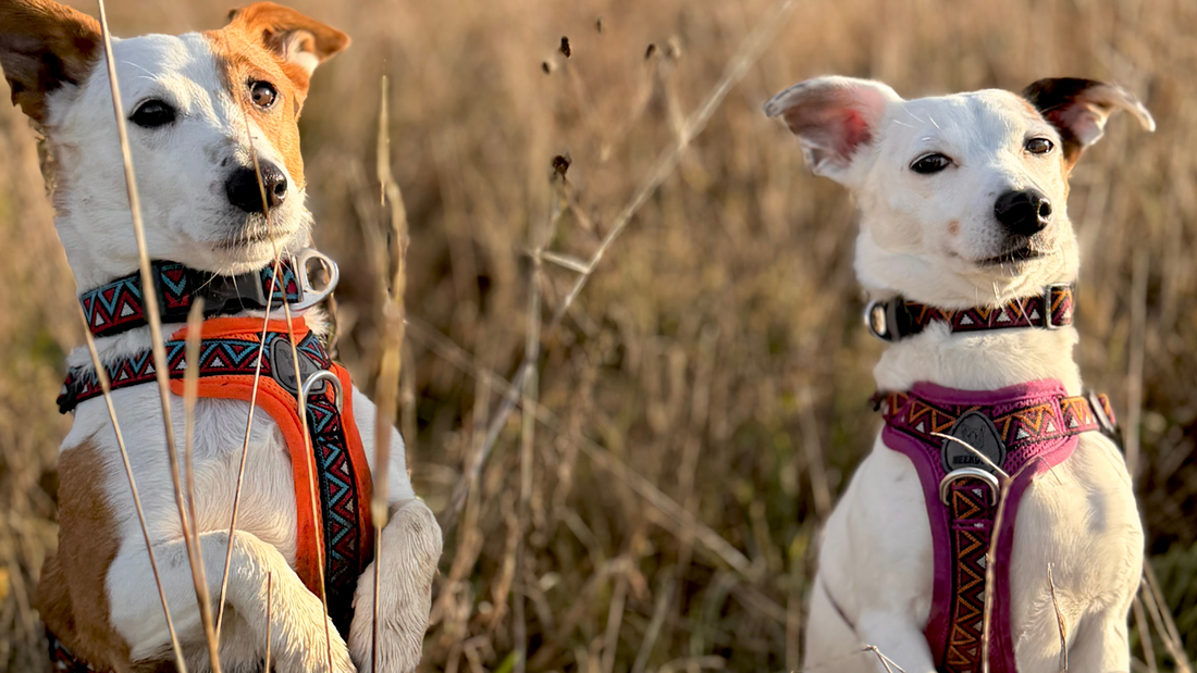 Outdoor Dog Kit That Looks Good and Lasts