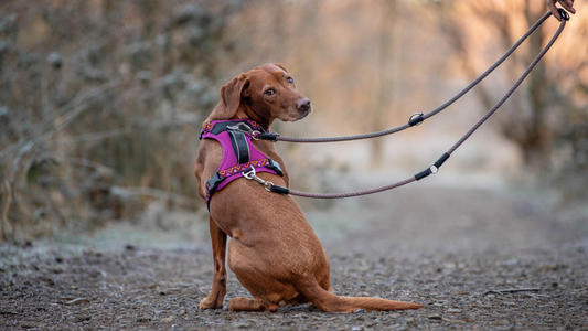 The Ultimate Dog Hiking Kit: Adventure Essentials For Dogs