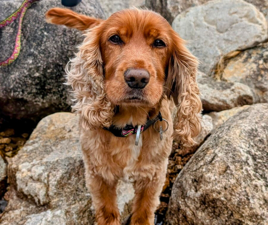 The Summer of Neerdog: Bold Outdoor Adventures With Your Best Friend