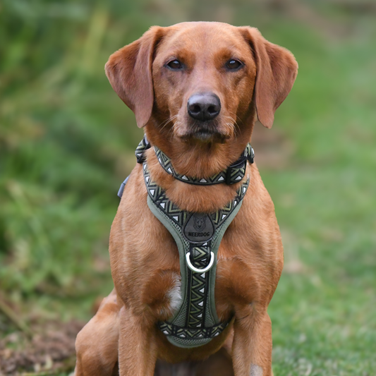 Why We Strength Test Our Dog Harnesses, Collars & Leads | Neerdog