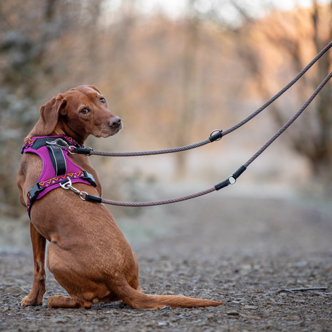 Harness Vs Collar: What’s Actually Best for UK Walks?