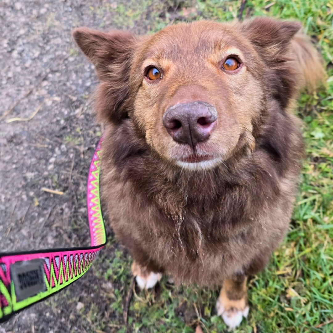 Helping Your Dog Stay Calm During Firework Season