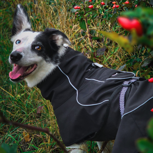 How to Keep Your Dog Warm and Dry (Without Overheating) in Our Dog Coats