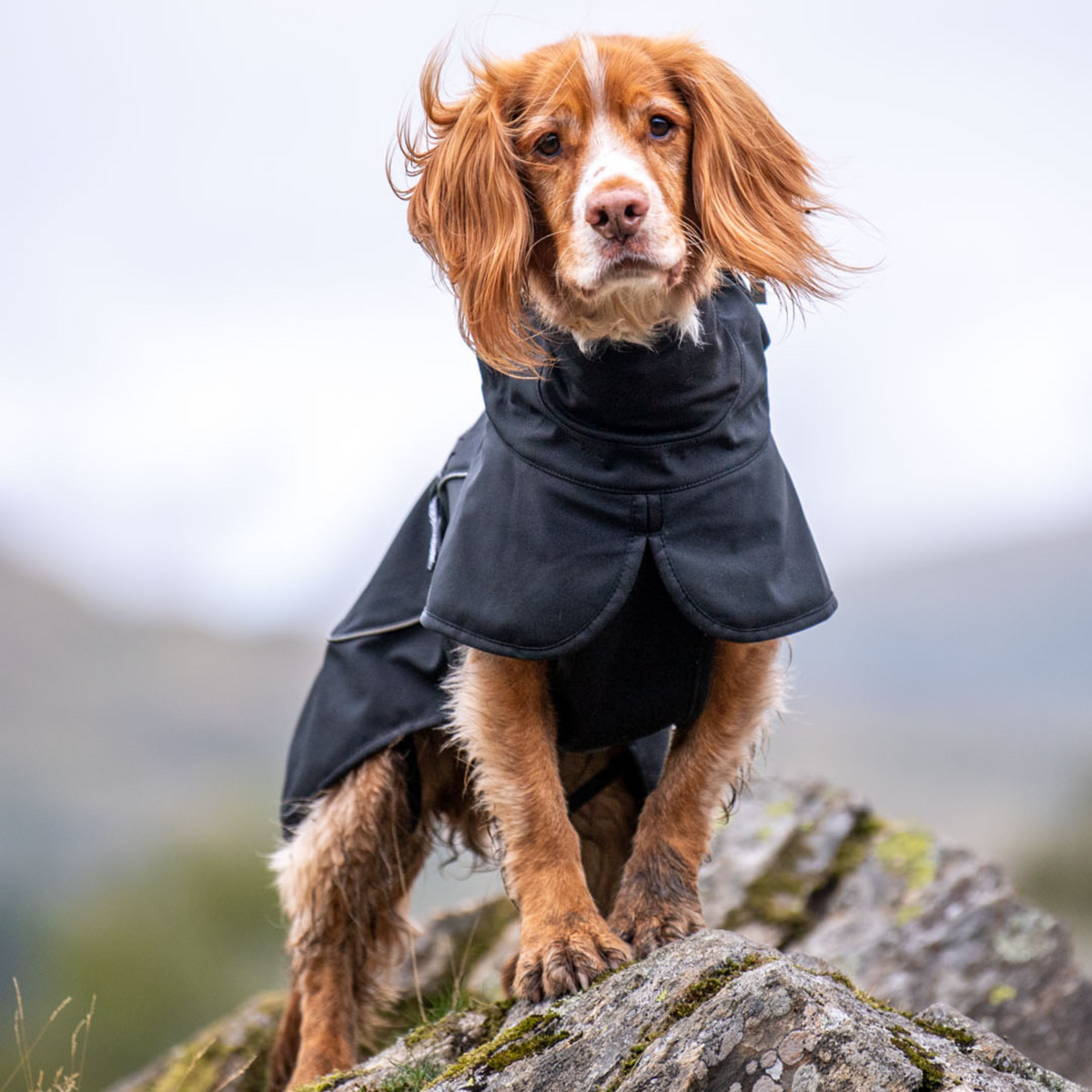 Adventure Dog Coats