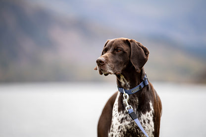 Stink-Proofed Collar - Dusk Blue