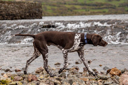 Stink-Proofed Collar - Dusk Blue