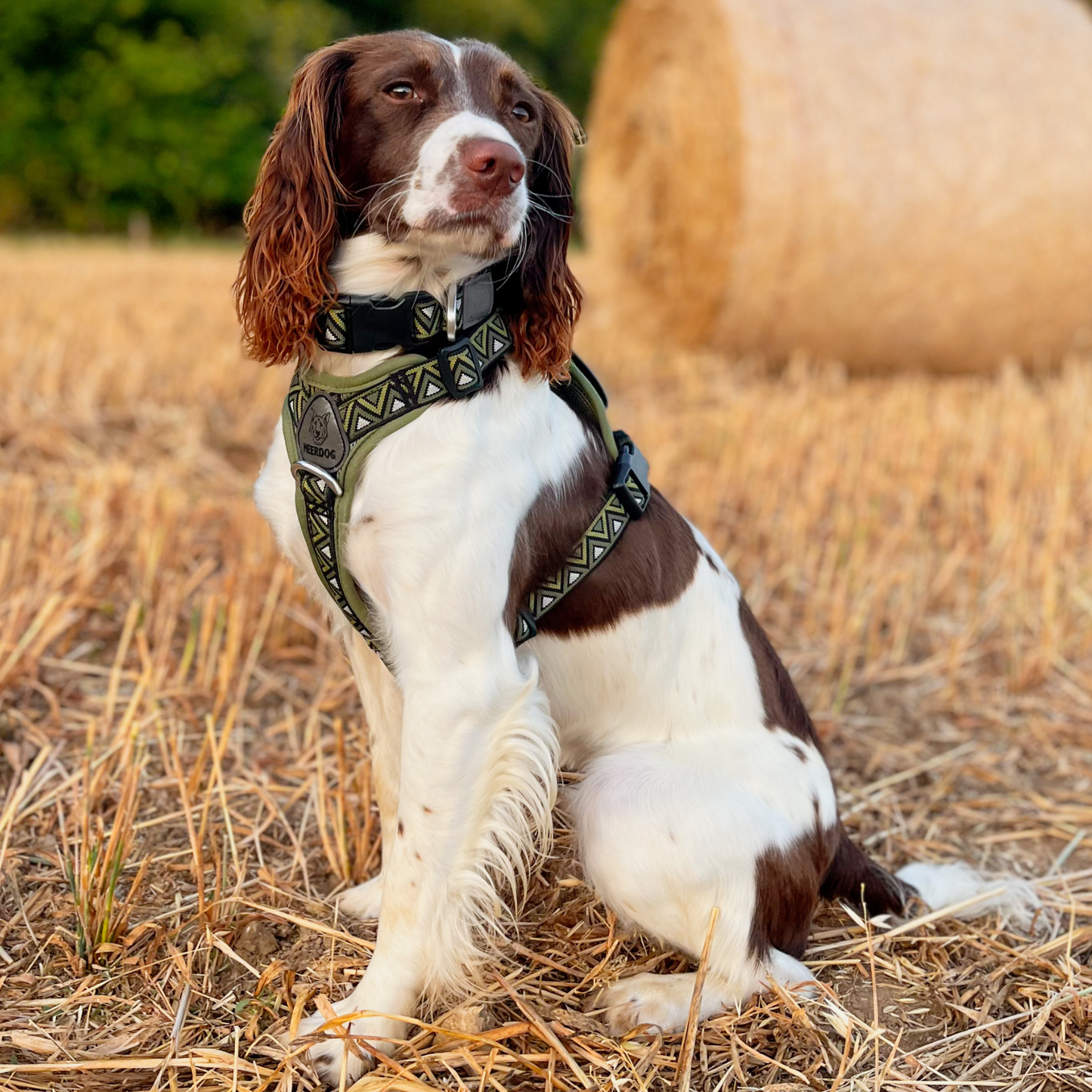 GO-B-BOLD™ | Dog Harness | Fern