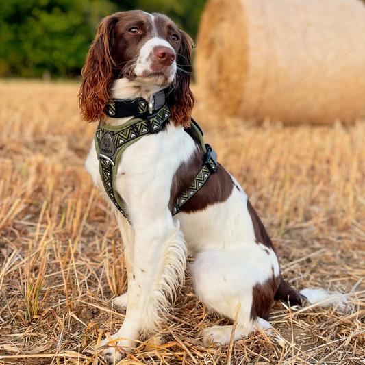 GO-B-BOLD™ | Dog Harness | Fern