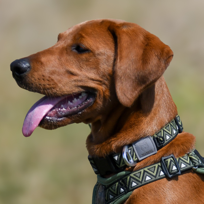 GO-CEE | Dog Collar | Fern