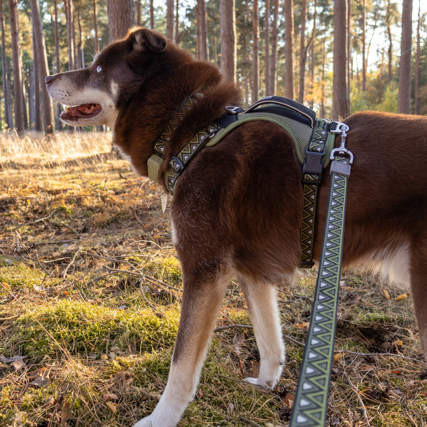 GO-CEE | Dog Lead | Fern