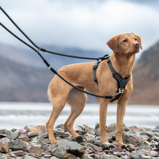 GO-B-FLEXTRA | Multifunctional Rope Lead | Hollyhock