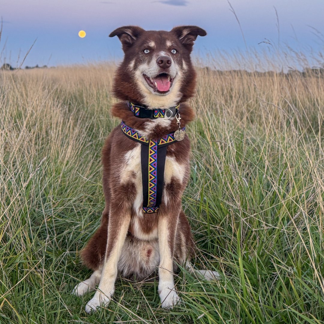 Go-Cee-Y | Dog Harness | Cosmos