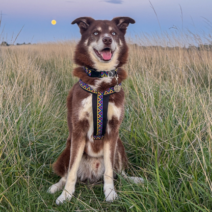 Go-Cee-Y | Dog Harness | Cosmos